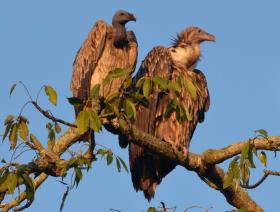 thumbs/birds-Vultures in Kaziranga.jpg.jpg